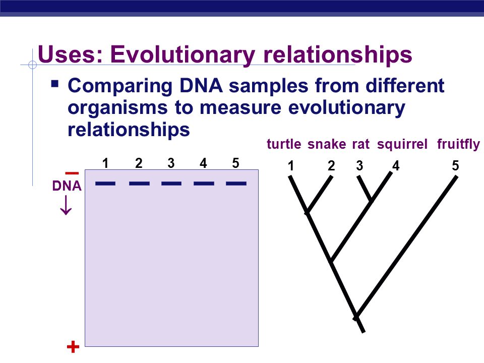 Evolutionary relationships between organisms